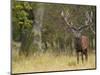 Red Deer Stag with Vegetation on Antlers During Rut, Dyrehaven, Denmark-Edwin Giesbers-Mounted Photographic Print