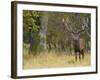 Red Deer Stag with Vegetation on Antlers During Rut, Dyrehaven, Denmark-Edwin Giesbers-Framed Photographic Print