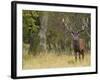 Red Deer Stag with Vegetation on Antlers During Rut, Dyrehaven, Denmark-Edwin Giesbers-Framed Photographic Print