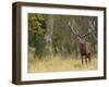 Red Deer Stag with Vegetation on Antlers During Rut, Dyrehaven, Denmark-Edwin Giesbers-Framed Photographic Print