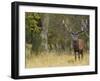 Red Deer Stag with Vegetation on Antlers During Rut, Dyrehaven, Denmark-Edwin Giesbers-Framed Photographic Print