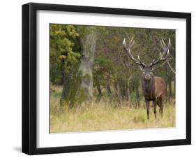 Red Deer Stag with Vegetation on Antlers During Rut, Dyrehaven, Denmark-Edwin Giesbers-Framed Photographic Print