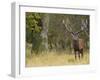 Red Deer Stag with Vegetation on Antlers During Rut, Dyrehaven, Denmark-Edwin Giesbers-Framed Photographic Print