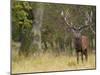 Red Deer Stag with Vegetation on Antlers During Rut, Dyrehaven, Denmark-Edwin Giesbers-Mounted Photographic Print