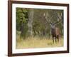 Red Deer Stag with Vegetation on Antlers During Rut, Dyrehaven, Denmark-Edwin Giesbers-Framed Photographic Print