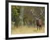 Red Deer Stag with Vegetation on Antlers During Rut, Dyrehaven, Denmark-Edwin Giesbers-Framed Photographic Print