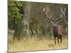 Red Deer Stag with Vegetation on Antlers During Rut, Dyrehaven, Denmark-Edwin Giesbers-Mounted Photographic Print