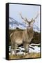 Red Deer Stag-Duncan Shaw-Framed Stretched Canvas