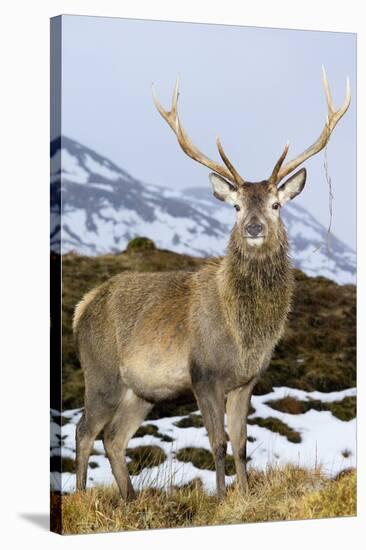 Red Deer Stag-Duncan Shaw-Stretched Canvas