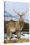 Red Deer Stag-Duncan Shaw-Stretched Canvas