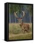Red Deer Stag-null-Framed Stretched Canvas