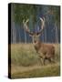 Red Deer Stag-null-Stretched Canvas