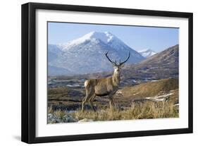 Red Deer Stag-Duncan Shaw-Framed Photographic Print