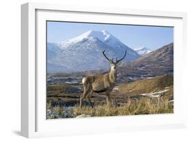 Red Deer Stag-Duncan Shaw-Framed Photographic Print