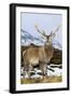 Red Deer Stag-Duncan Shaw-Framed Photographic Print