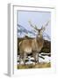 Red Deer Stag-Duncan Shaw-Framed Photographic Print