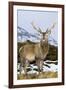 Red Deer Stag-Duncan Shaw-Framed Photographic Print