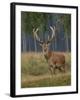 Red Deer Stag-null-Framed Photographic Print