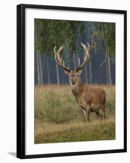 Red Deer Stag-null-Framed Photographic Print