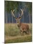 Red Deer Stag-null-Mounted Photographic Print