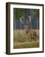 Red Deer Stag-null-Framed Photographic Print