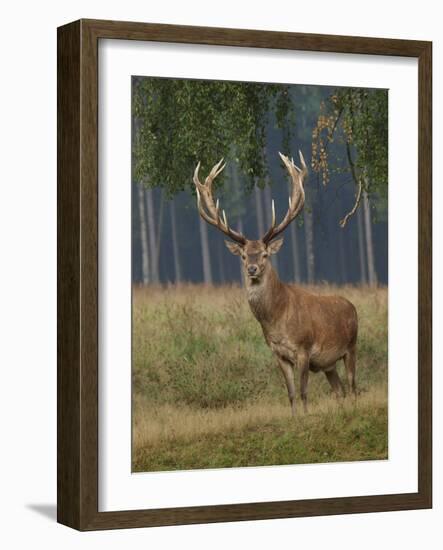 Red Deer Stag-null-Framed Photographic Print