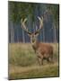 Red Deer Stag-null-Mounted Photographic Print