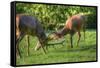 Red Deer Stags Antler Fighting to Determine Male Dominance during Mating-Veneratio-Framed Stretched Canvas
