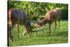 Red Deer Stags Antler Fighting to Determine Male Dominance during Mating-Veneratio-Stretched Canvas