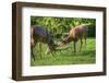 Red Deer Stags Antler Fighting to Determine Male Dominance during Mating-Veneratio-Framed Photographic Print