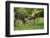 Red Deer Stags Antler Fighting to Determine Male Dominance during Mating-Veneratio-Framed Photographic Print