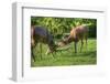 Red Deer Stags Antler Fighting to Determine Male Dominance during Mating-Veneratio-Framed Photographic Print