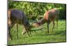 Red Deer Stags Antler Fighting to Determine Male Dominance during Mating-Veneratio-Mounted Photographic Print