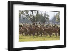 Red Deer Stags (Cervus Elaphus) Group, Oostvaardersplassen, Netherlands, June 2009-Hamblin-Framed Photographic Print