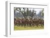 Red Deer Stags (Cervus Elaphus) Group, Oostvaardersplassen, Netherlands, June 2009-Hamblin-Framed Photographic Print