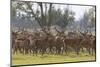 Red Deer Stags (Cervus Elaphus) Group, Oostvaardersplassen, Netherlands, June 2009-Hamblin-Mounted Photographic Print