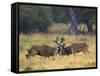 Red Deer Stags Fighting, Dyrehaven, Denmark-Edwin Giesbers-Framed Stretched Canvas