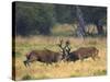 Red Deer Stags Fighting, Dyrehaven, Denmark-Edwin Giesbers-Stretched Canvas