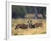 Red Deer Stags Fighting, Dyrehaven, Denmark-Edwin Giesbers-Framed Photographic Print