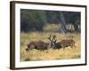 Red Deer Stags Fighting, Dyrehaven, Denmark-Edwin Giesbers-Framed Photographic Print