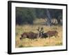 Red Deer Stags Fighting, Dyrehaven, Denmark-Edwin Giesbers-Framed Photographic Print