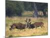 Red Deer Stags Fighting, Dyrehaven, Denmark-Edwin Giesbers-Mounted Photographic Print