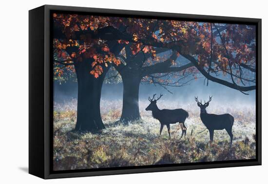 Red Deer Stags in a Forest with Colorful Fall Foliage-Alex Saberi-Framed Stretched Canvas