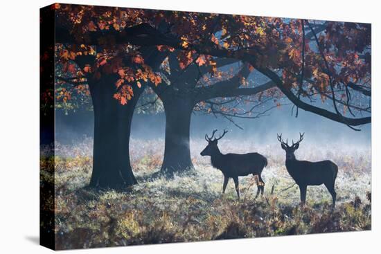 Red Deer Stags in a Forest with Colorful Fall Foliage-Alex Saberi-Stretched Canvas