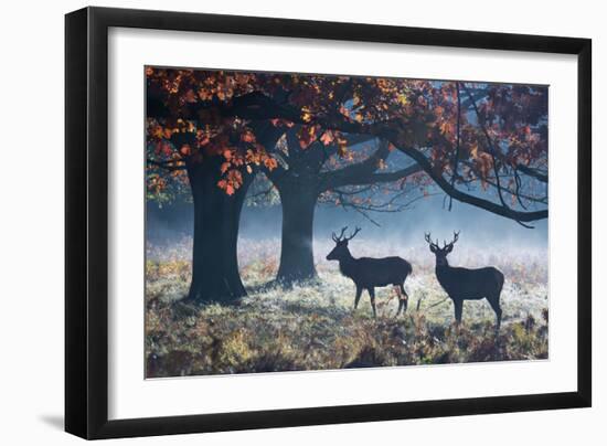 Red Deer Stags in a Forest with Colorful Fall Foliage-Alex Saberi-Framed Photographic Print