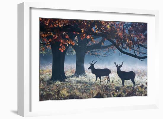 Red Deer Stags in a Forest with Colorful Fall Foliage-Alex Saberi-Framed Photographic Print