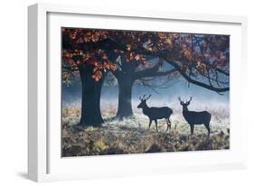 Red Deer Stags in a Forest with Colorful Fall Foliage-Alex Saberi-Framed Photographic Print