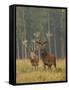 Red Deer Stags in Summer-null-Framed Stretched Canvas