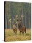 Red Deer Stags in Summer-null-Stretched Canvas