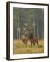 Red Deer Stags in Summer-null-Framed Photographic Print